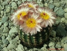 Notocactus  cv. rauschii x herterii  